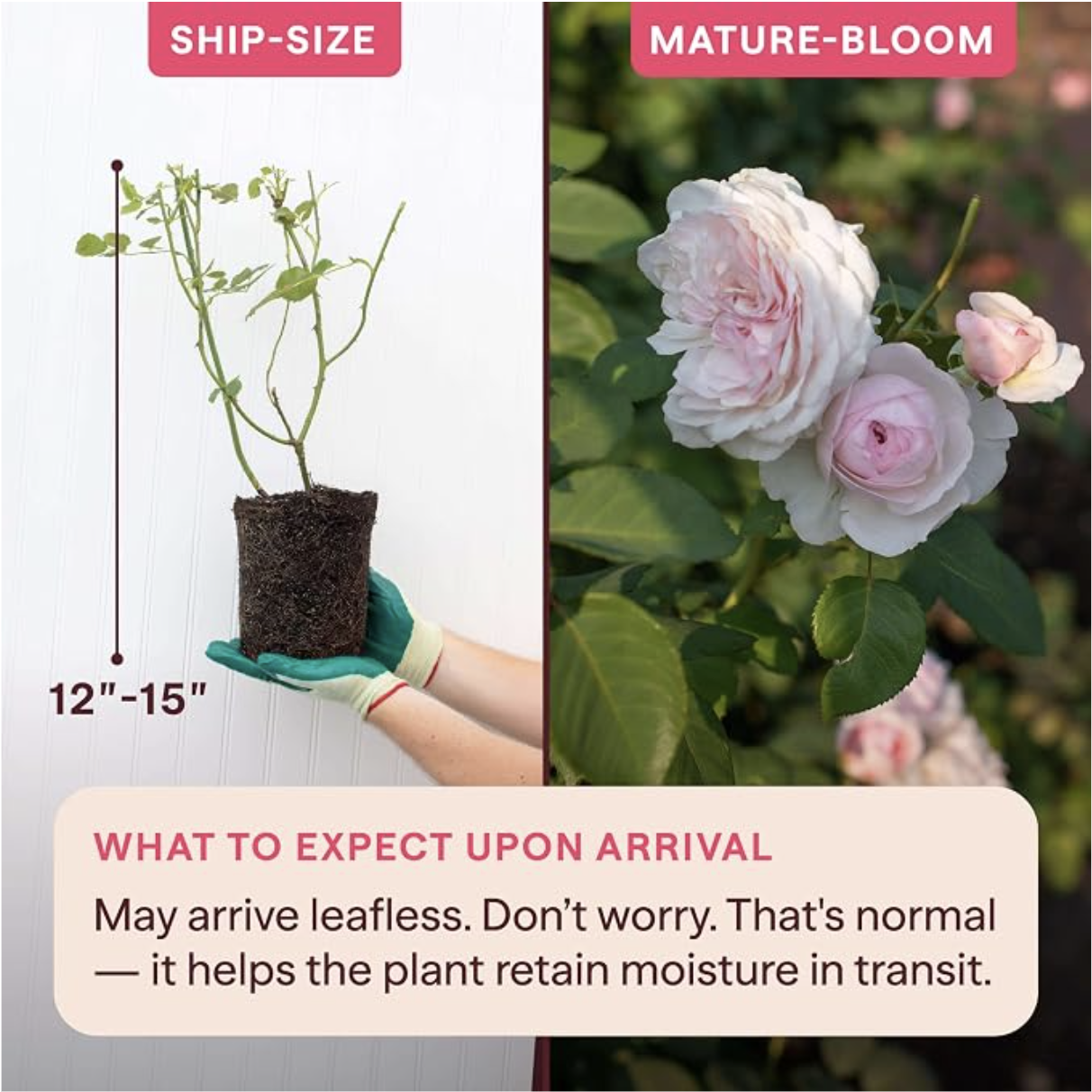 product image showing dimensions and what to expect upon arrival